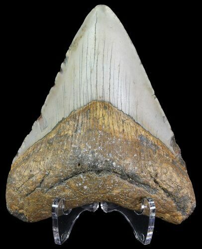 Megalodon Tooth - North Carolina #67107